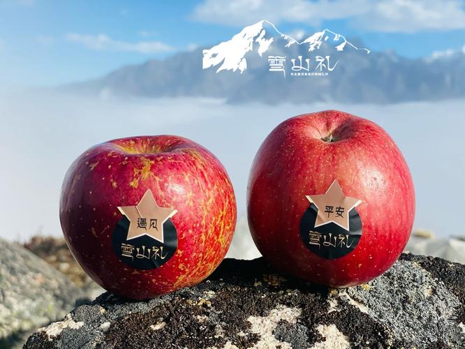 雪山礼 藏地苹果